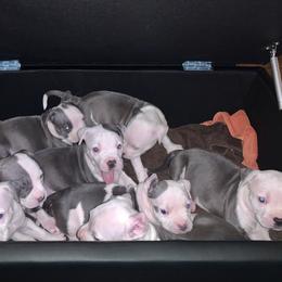 American Pit Bull Terrier and American Bully Puppies from AmericanPitBully.Com