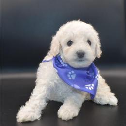 Jack (AKC) - White male Poodle puppy in Rainbow City, Alabama from Misioh Poodles