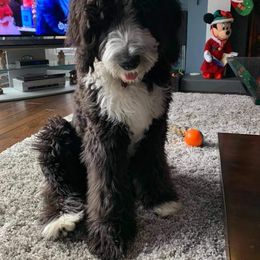 Sheepadoodle Puppies from Oak Valley Kennels
