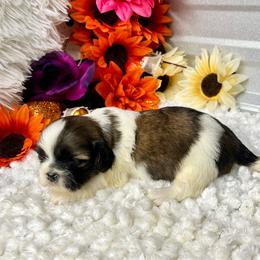 Taffy - Red and white female Shih Tzu puppy in Elgin, South Carolina from Silver Bells Paw Prints