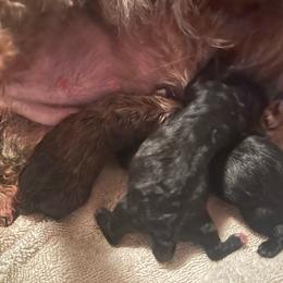 Girl 2 - Black female Russian Tsvetnaya Bolonka puppy in Spokane, Washington from Amethyst Kennel