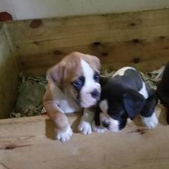 Boxer Puppies from TD's House of Boxers and Danes