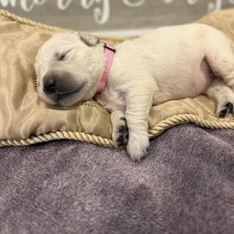 Light pink - Golden female Golden Retriever puppy in Salt Lake City, Utah from Soaring golden retrievers