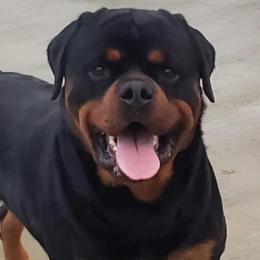 Rottweiler puppies from Cross Creek Rottweilers