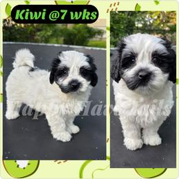 Kiwi -3rd born - Black and white female Havanese puppy in Kansas City, Missouri from Happy Havi Tails