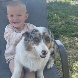 American Corgis and Pembroke Welsh Corgis from Bailey Nannini