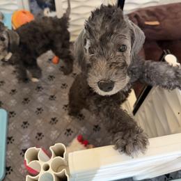 Ocean - Blue male Bedlington Terrier puppy in Cypress, Texas from Little Starz Bedlington