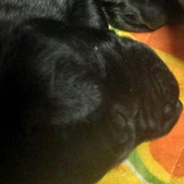 German Shorthaired Pointers from Weiss GSP's