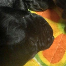 German Shorthaired Pointers from Weiss GSP's