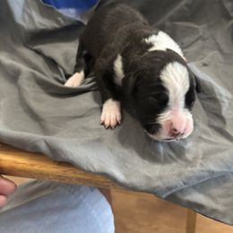 Sealed - Brindle male Boxer puppy in Denison, Texas from Keisha's Boxers
