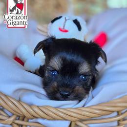 Johny Cage - Black and tan male Yorkshire Terrier puppy in California from Corazon de gigante