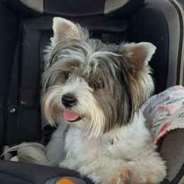 Honey - Biewer Terrier