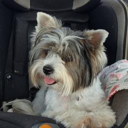 Honey - Biewer Terrier