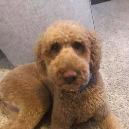 Harper - Goldendoodle