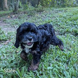 Slate - Black and white male Cockapoo puppy in Sunset, Louisiana from Cano Cockapoos