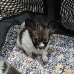 Merlot - Red white and sable male Papillon puppy in Hollister, Missouri from Swan Creek Kennel