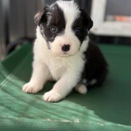Fury - Black and white female Border Collie puppy in Kalispell, Montana from North Fork Border Collies