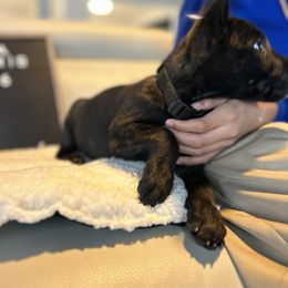 Dutch Shepherd Puppies from TecK9s