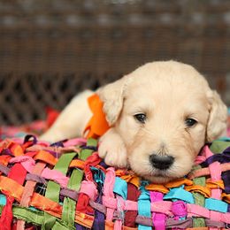 Australian Labradoodle, Bernedoodle, and Goldendoodle Puppies from Golden Fields Doodles