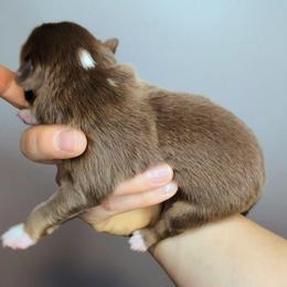 Briar - Red tri-color male Miniature American Shepherd puppy in Harrisonville, Missouri from Trailside Mini Aussies