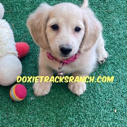AKC LH cream pink collar - Cream female Dachshund puppy in Acton, California from DTR