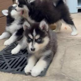 Cisco - Black and white male Pomsky puppy in Spring Hill, Florida from PDQ Pomskies