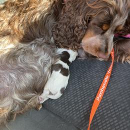 Boy 1 - Liver white and tan male English Springer Spaniel puppy in Marianna, Florida from Cherokee Springers of NWFL