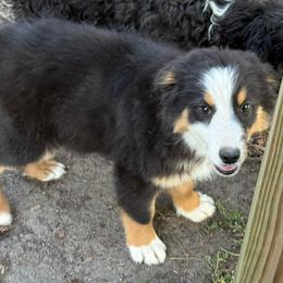 Dusk - Black tri-color male Australian Shepherd puppy in Four Oaks, North Carolina from RoseWest Farms