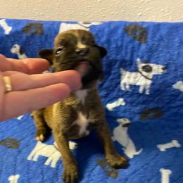 Girl 4 - female Boxer puppy in Custer, South Dakota from Tracy's Boxers