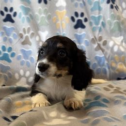 Max - Piebald male Dachshund puppy in Paoli, Oklahoma from Dobbins Dachshunds
