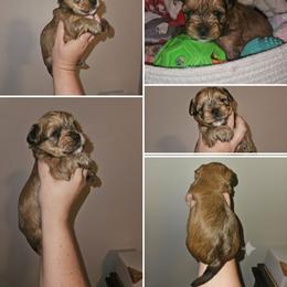 Coco - Gold female Shorkie puppy in Chattanooga, Tennessee from Passion Pups TN
