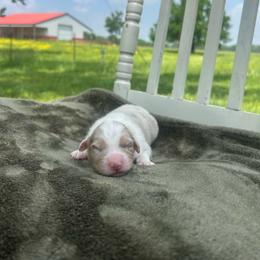 Boy 3 - Red merle male Australian Shepherd puppy in Washington, Oklahoma from Top Draft Genetics