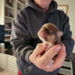 Shih Tzu Puppies from ShihTzuCt