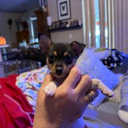 Misty Pup B - White black and tan male Toy Fox Terrier puppy in Clermont, Florida from Debbie Hiles's Toy Fox Terriers