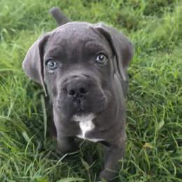 Pink Collar - Gray female Cane Corso puppy in Henry, Virginia from Hardradas Dynasty Cane Corso