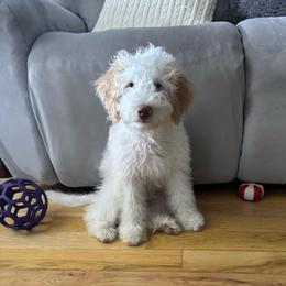 Pumba - Cream male Aussiedoodle puppy in Rainbow City, Alabama from Creek Bend Farm