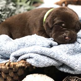 Labrador Retriever Puppies from AGL Retrievers