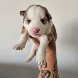 Himiko - Red and white female Siberian Husky puppy in Buckeye, Arizona from Anime Huskies