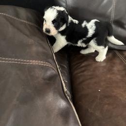 Brown - Black and white female Saint Berdoodle puppy in Walbridge, Ohio from Jeff's St Berdoodles