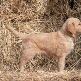 Golden Retriever and Old English Sheepdog Puppies from Saddle Rock Kennels