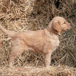 Golden Retriever and Old English Sheepdog Puppies from Saddle Rock Kennels