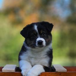 Australian Shepherd and Miniature American Shepherd Puppies from Crickhollow Australian Shepherds