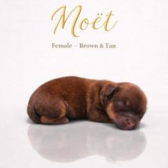 Moët - Red and white female Shorkie puppy in Delta, Colorado from SATA Kennels