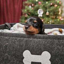 Dachshund puppies from Mac Fam Dachshunds