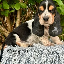 Pinky Pie - Black white and brown female Basset Hound puppy in Dingess, West Virginia from Tuckers' Howling Hounds