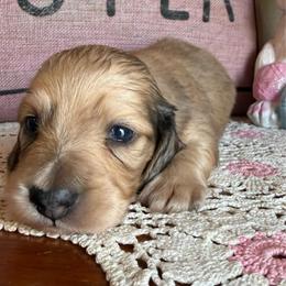 Needoh - Cream male Dachshund puppy in Perryville, Maryland from Heavenly Heritage Dachshunds and Doods