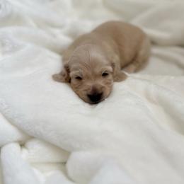 Biscuit - Cream male Dachshund puppy in San Diego, California from Enchanted little dachshunds