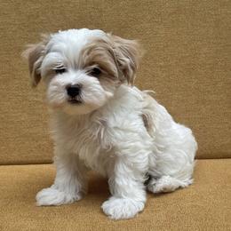 Havanese Puppies from Littlepage's Havanese