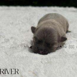 River - Blue fawn female Chihuahua puppy in Forsyth, Georgia from Brooks Grove Canines LLC