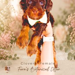 Clover - Chocolate female Goldendoodle puppy in Atlanta, Georgia from Teddy Puppies